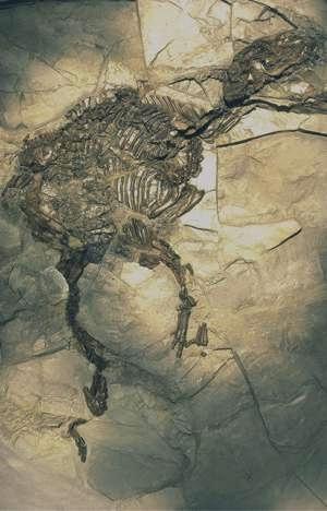Trchtige Urpferdstute - Propalaeotherium voigti